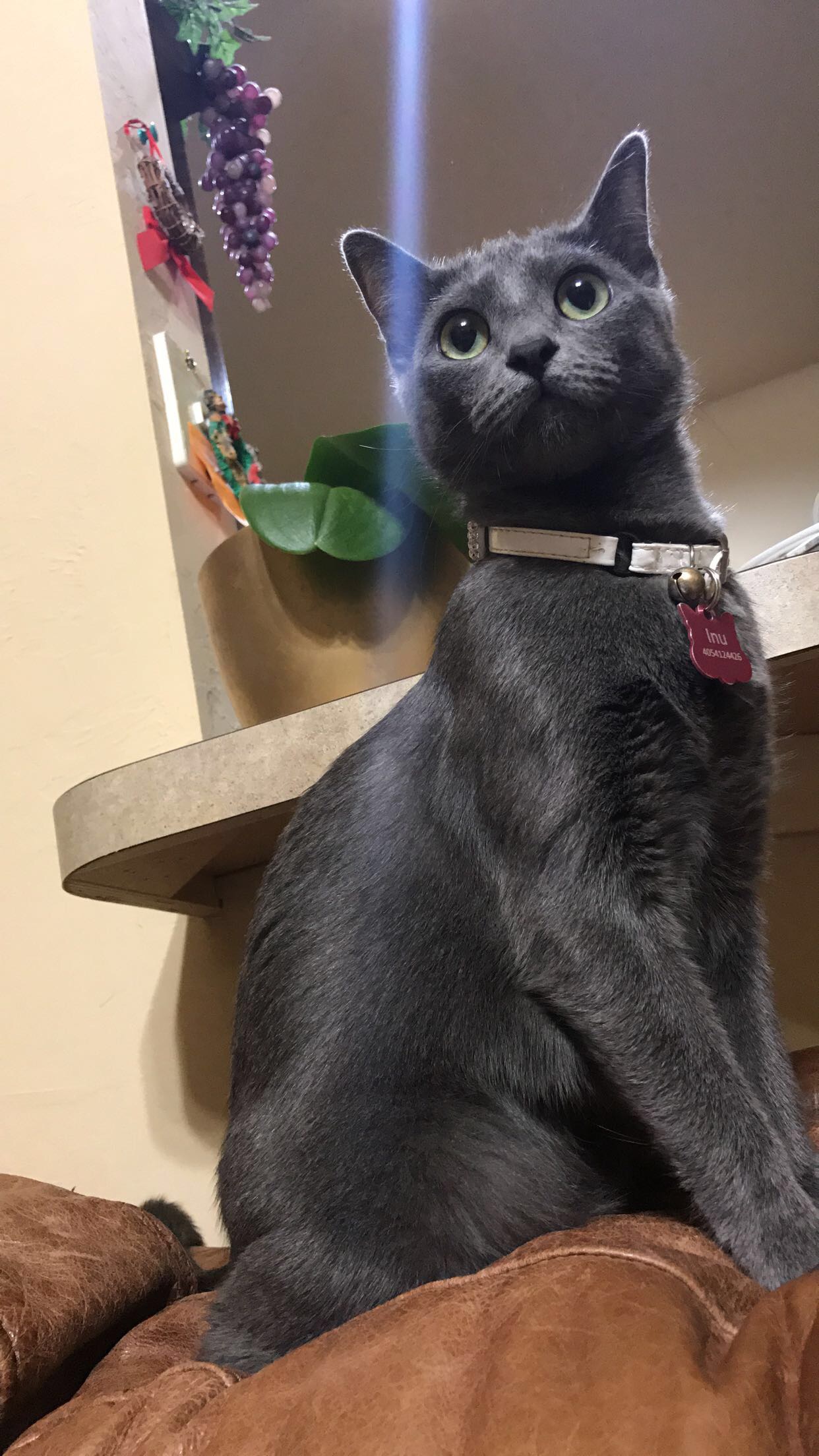 Original photo of Inu the Russian Blue
